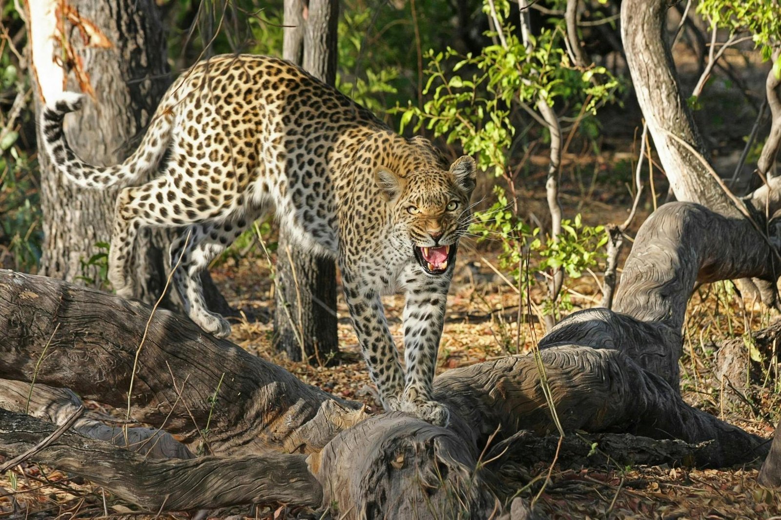 Leopard baring its teeth while standing on a fallen tree trunk