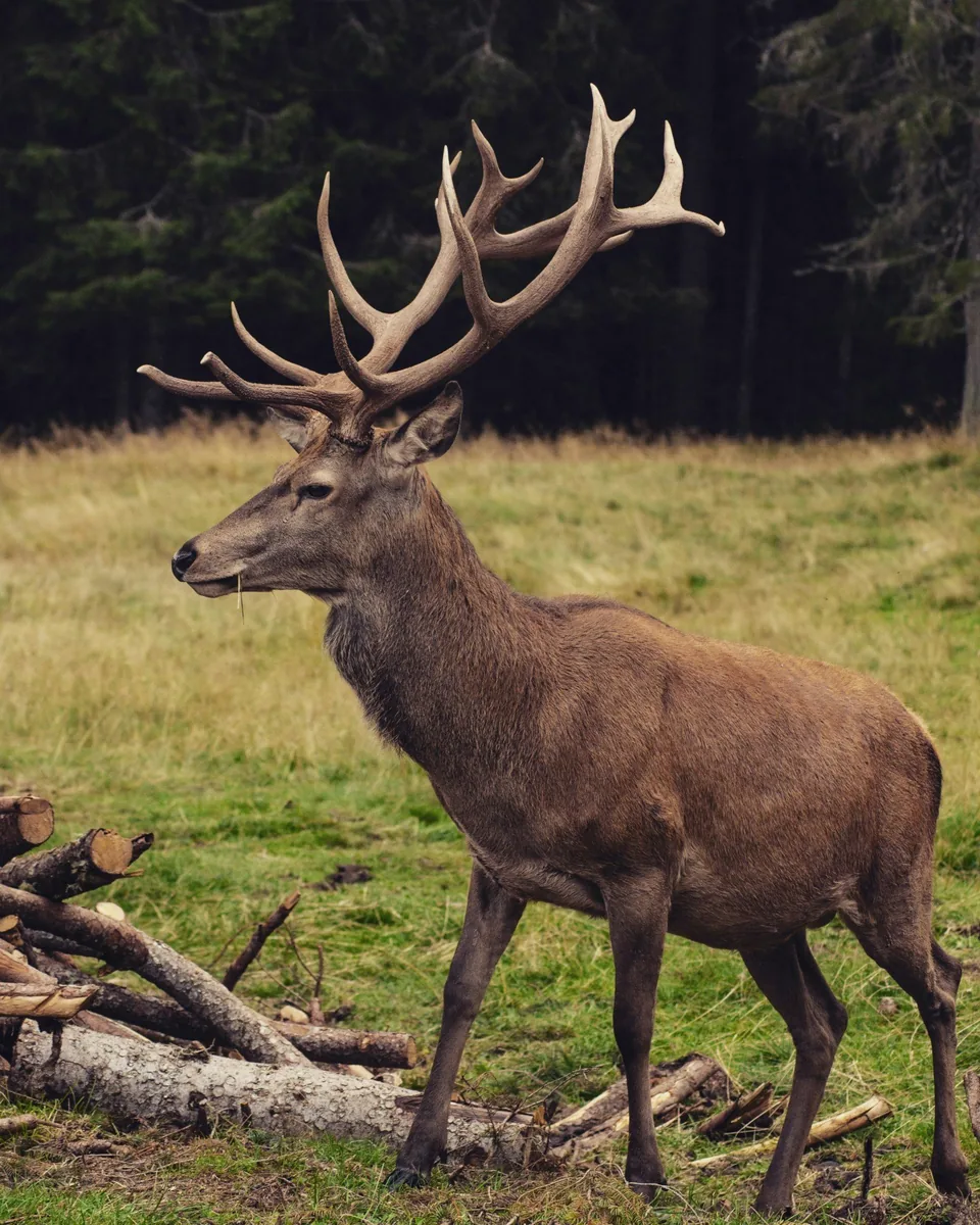 Antlered deer standing in a grassy clearing