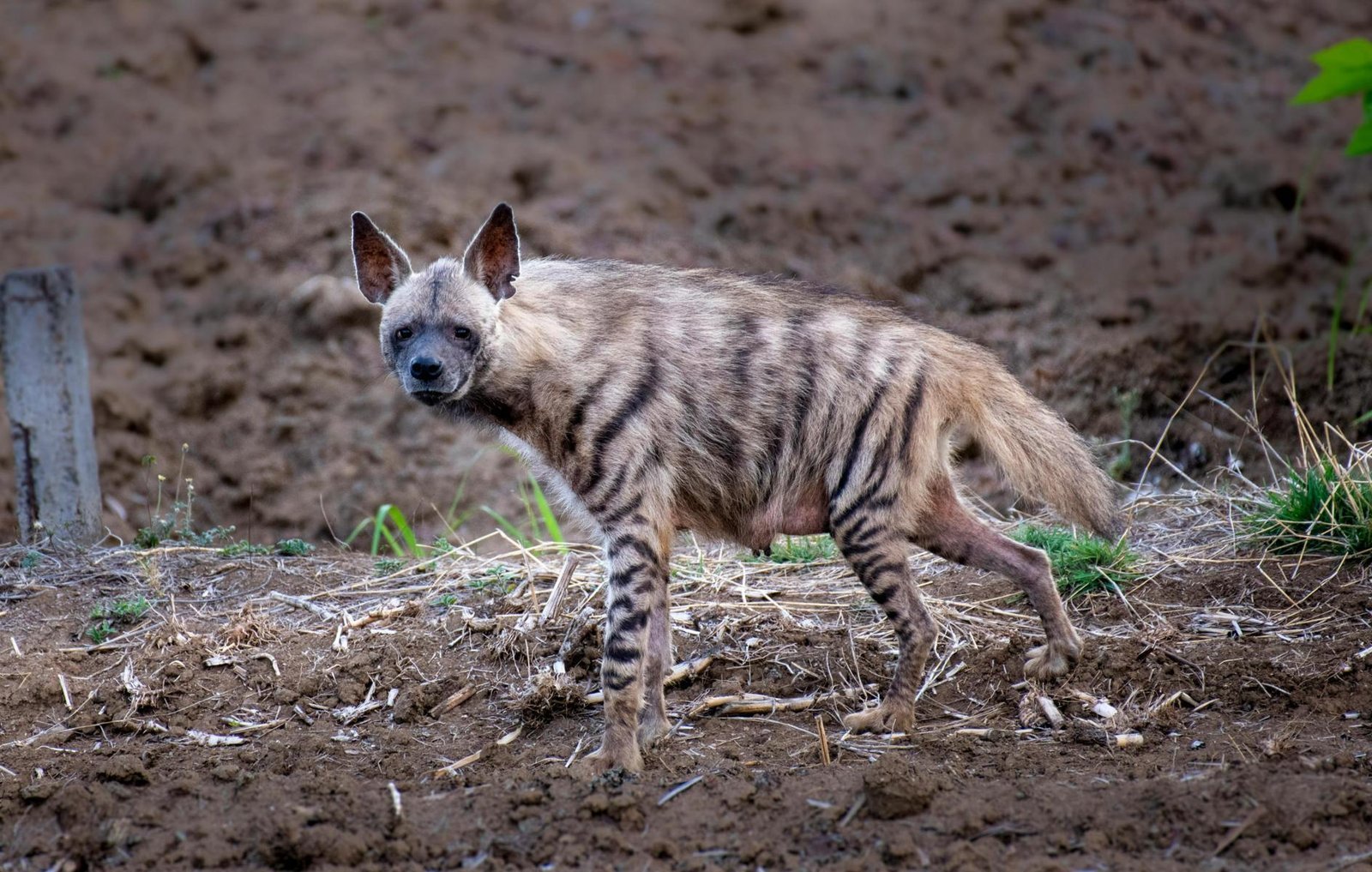 Striped hyena standing on dry ground in Jhalana Leopard safari