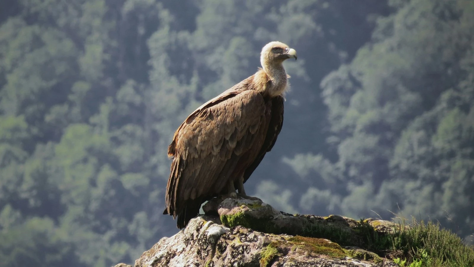 Vulture perched on a branch with wooded hills behind