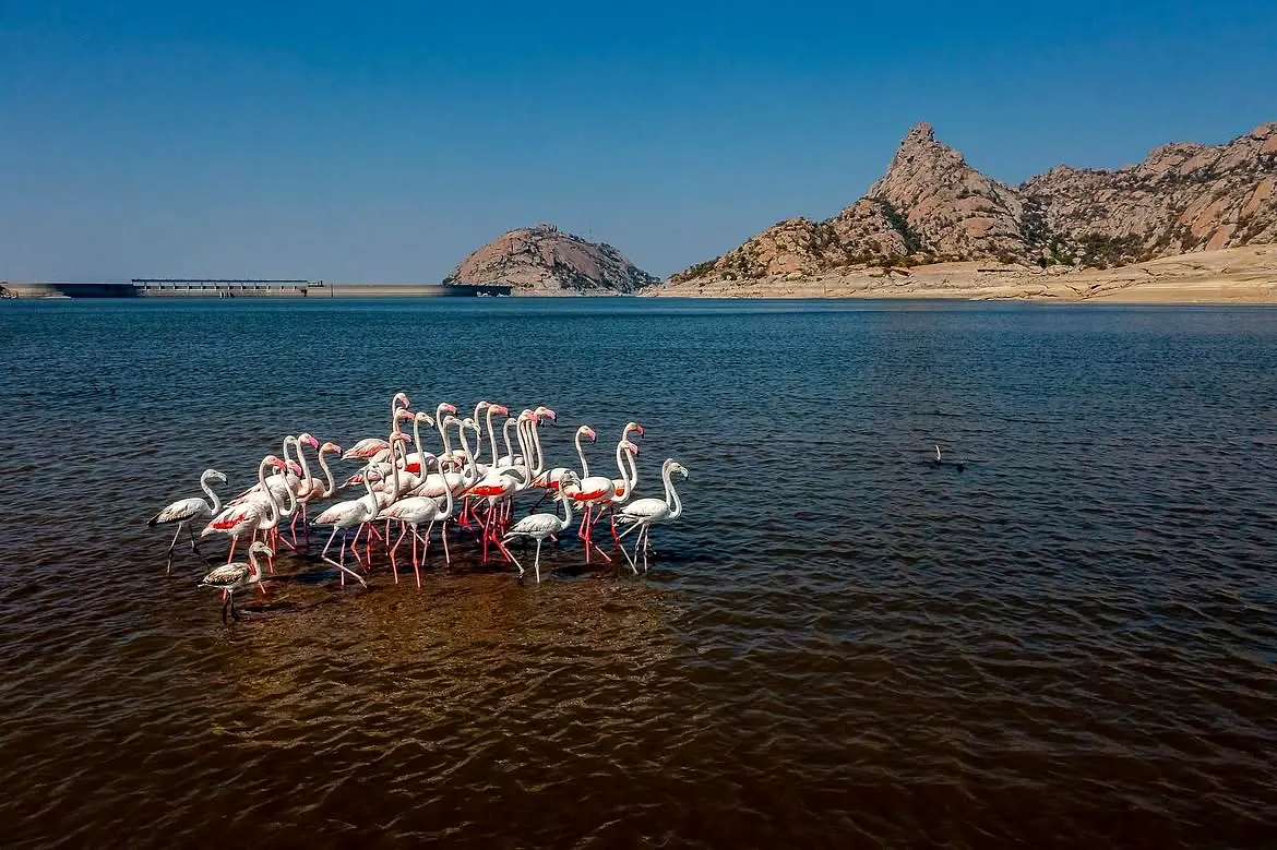 Flamingos gathering in the waters of Jawai Bandh, Rajasthan