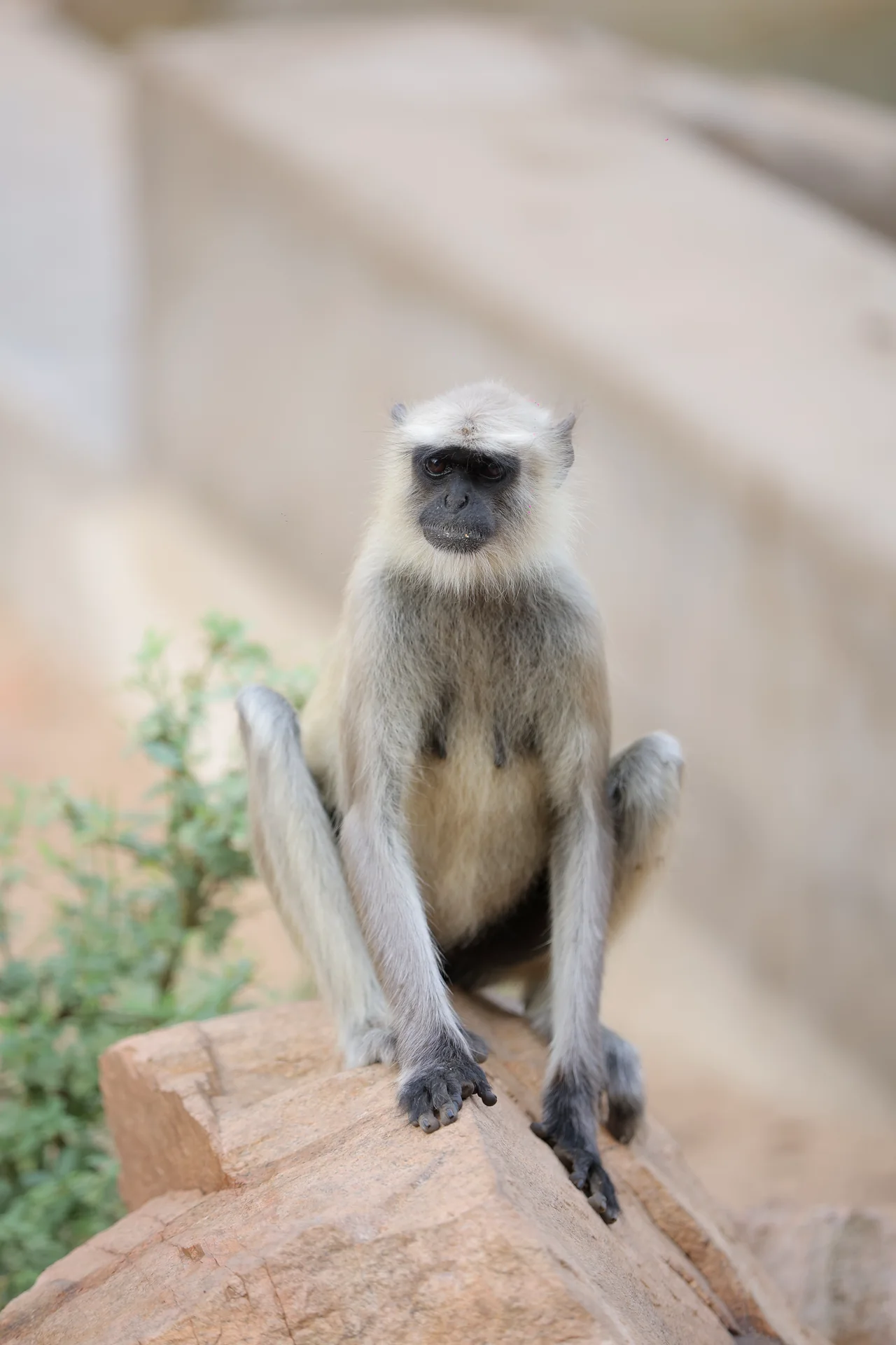 Jawai Leopard Safari — photo 14
