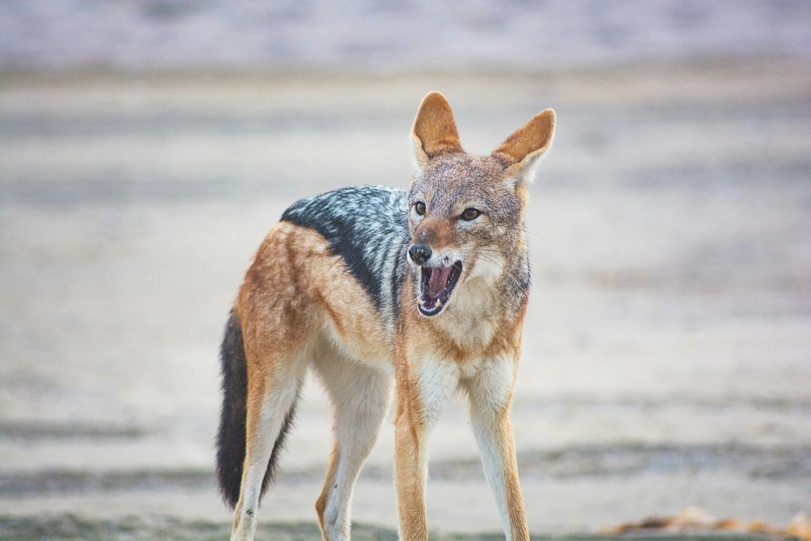 Jackal facing the camera with its mouth open