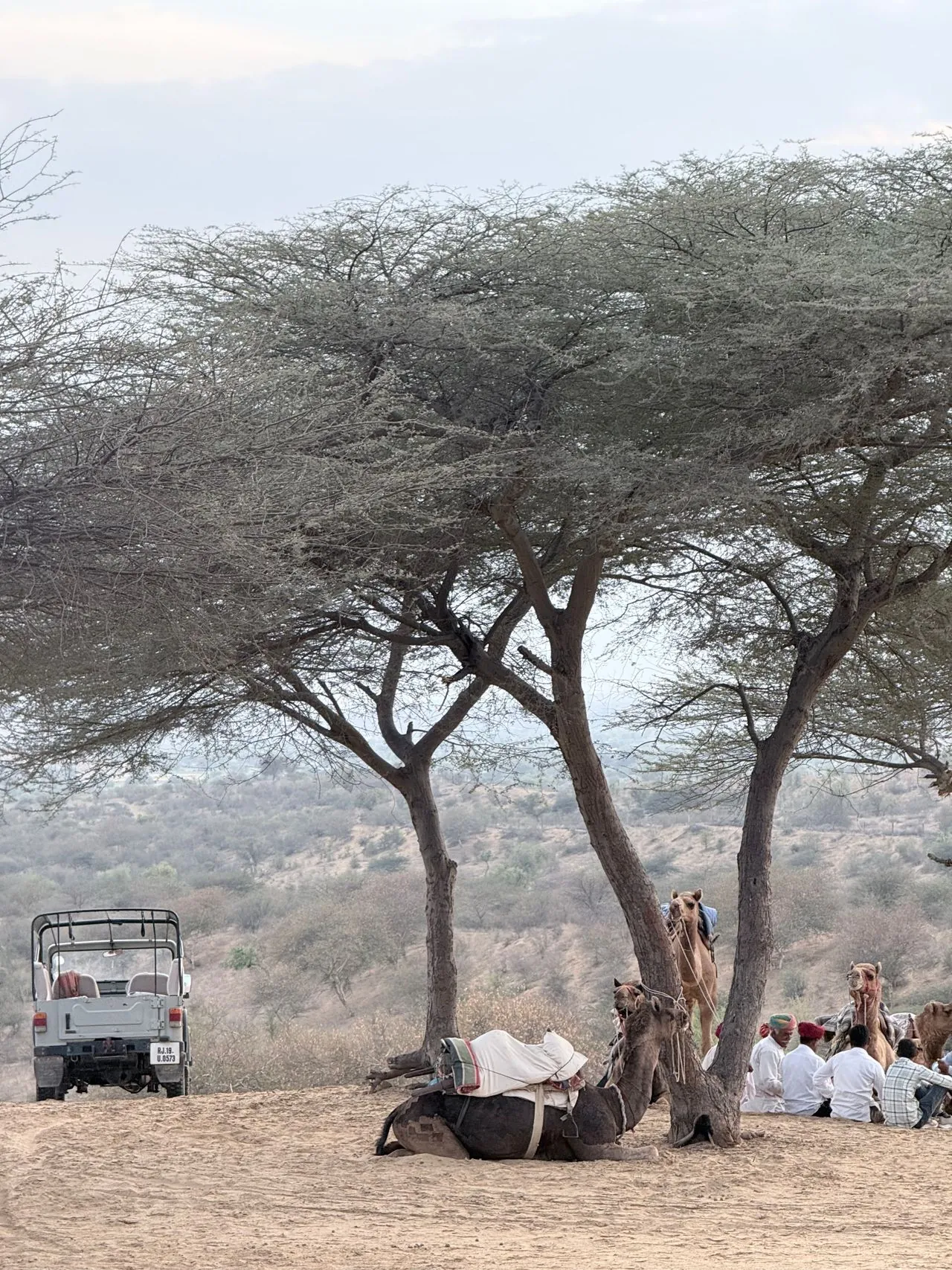 A jeep beside camels and people resting under a desert tree