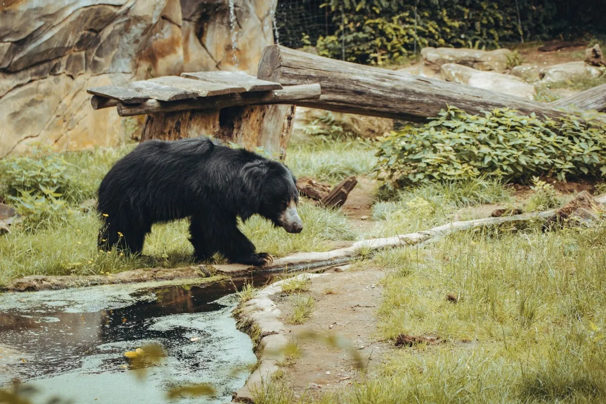 Black bear walking beside a shallow pool