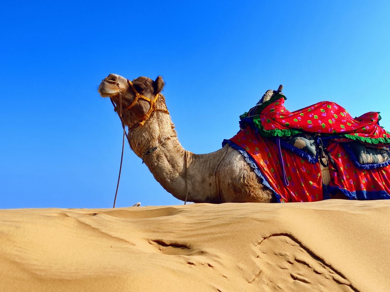 Camel with a colourful saddle resting on a sand dune under a blue sky