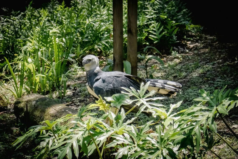 Large bird resting among green plants beneath trees