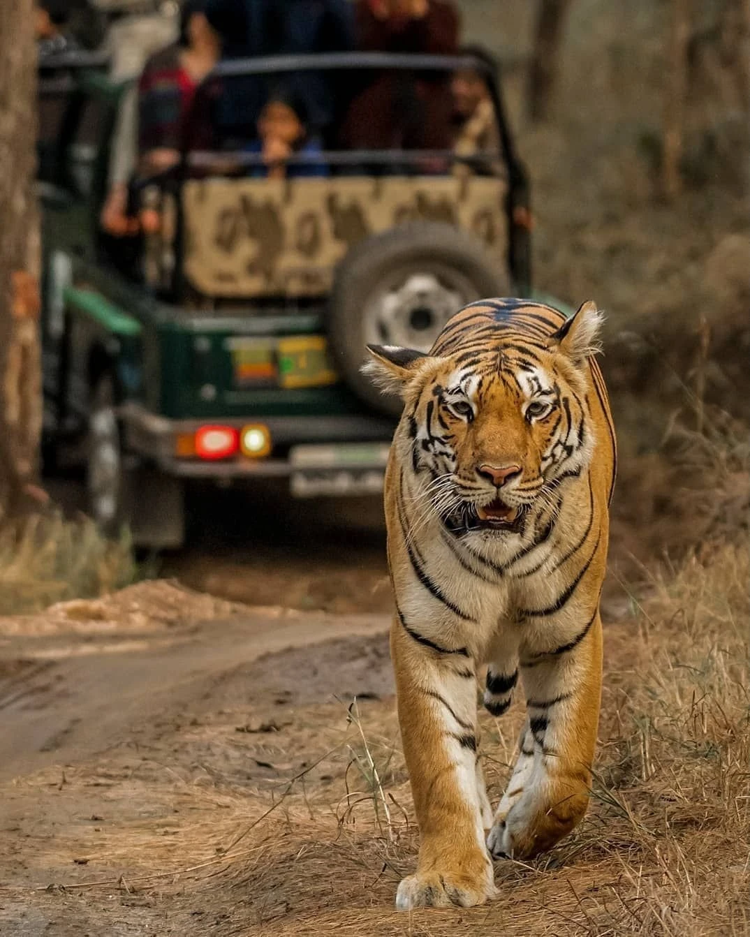 Tiger approaching along a dirt track with visitors in a safari jeep behind